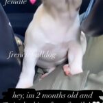 FEMALE MERLE AVAILABLE in Arizona City, Arizona