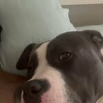 Xl Bully Baby in Long Beach, California