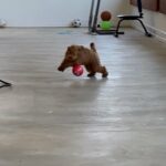 Puppies for sale in Arizona City, Arizona