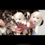 Dogs for sell in Arizona City, Arizona