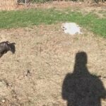Three Frenchies available in Arizona City, Arizona