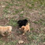 AKC Toy poodle Puppies in Arizona City, Arizona