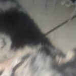 3 male Pomsky puppies 8 weeks old in Arizona City, Arizona