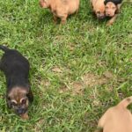 PURE BRED BLOOD HOUND PUPPIES in Arizona City, Arizona