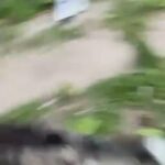 Siberian Husky in Milwaukee, Wisconsin