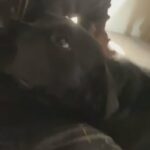 Lab And Beagle Mix in Kernersville, North Carolina