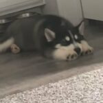 4 Month Old Puppy For Sale in Dallas, Texas