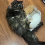 Lunas litter in San Angelo, Texas
