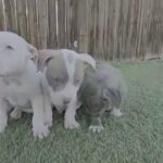 puppies available in Victorville, California