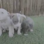 puppies available in Victorville, California