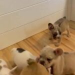 French Bulldog Puppy in Margate, Florida
