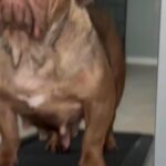 Micro Bully Pups Available in Indianapolis, Indiana
