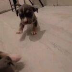 American bullies puppies in Victorville, California