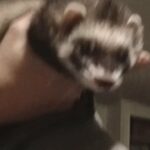Ferret in Arlington, Texas