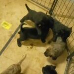 PRESA CANARIO PUPPIES (MALES ONLY) 2 BLACK & 1 REVERSE BRINDLE (4 Months Old) in Greensboro, North Carolina