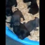 ABKC Stanard American Bully pups in Columbus, Ohio