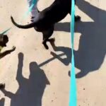 American Pitbull Terrier in Loveland, Colorado