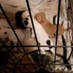 Puppy’s For Sale in Flint, Michigan