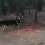 Husky Pup in Anderson, South Carolina