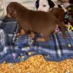 AMERICAN BULLY Puppy FEMALE in Miami Gardens, Florida