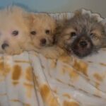 Pomeranian / Poodle pups in Nashville, Tennessee