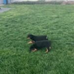 8 week old Akc registered rottweiler in Washington, District of Columbia