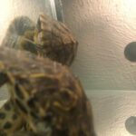 Turtles in Longmont, Colorado