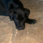 Black 8 Week Old Labrador Retriever in Spring, Texas