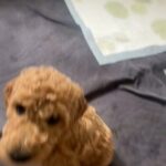 Standard Poodle Puppies in Fontana, California