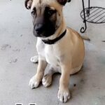 German shepherd mix in Columbia, South Carolina