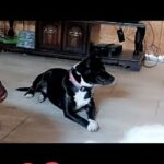 Athena in Victoria, Texas