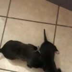 Puppies For sale in Compton, California