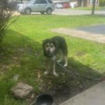 Germen Shepard Border Cali in Bloomington, Indiana