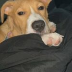 Mix Breed in Mesquite, Texas