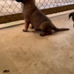 Belgian Malinois Litter in Laurel, Mississippi