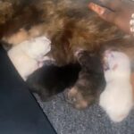 Kittens Need A Home ❤️ in Atlanta, Georgia