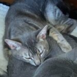 Handsome Grey Cat Needs New Home in Escondido, California