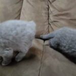 Scottish Fold Kittens in Lexington-Fayette, Kentucky