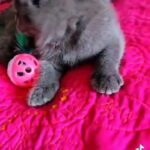 Sweet Bagheera in Lexington-Fayette, Kentucky