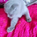 Sweet Bianca in Lexington-Fayette, Kentucky