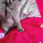 Sweet Bonnie in Lexington-Fayette, Kentucky