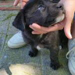 cute puppies! in El Paso, Texas