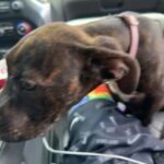 Pure Bred Pit bull in Deltona, Florida