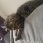 Doll Face Persian in Central Islip, New York