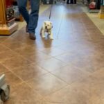 Olde English Bulldogge in Madison, Wisconsin