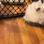 Ragdoll kittens in Queens, New York