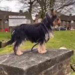 Yorkie for Sale to good home,A KC Registered in New York City, New York