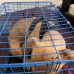 Selling Pit Bull In California Palmdale in Palmdale, California