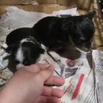 LONGHAIR PUREBREED CHIHUAHUAS GIRLS WITH PAPERS $1800 in New York City, New York