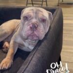 full suit lilac tri merle English bulldog in Houston, Texas